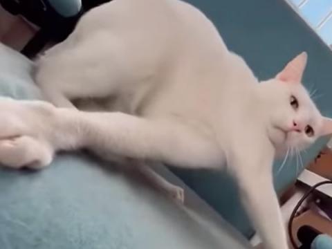 Шерстяные выбесяшки